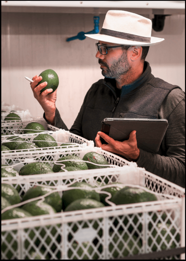 Farmer checking avocados